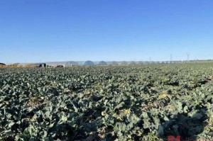 贾国龙要求道歉，罗永浩承认冷冻西蓝花“成本更高”！业内人士：速冻的可能比新鲜菜更好