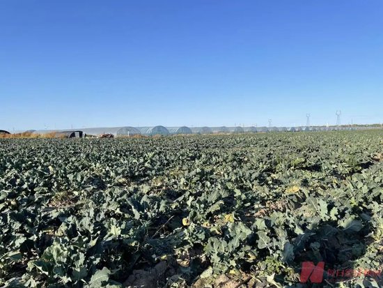 贾国龙要求道歉，罗永浩承认冷冻西蓝花“成本更高	”！业内人士：速冻的可能比新鲜菜更好