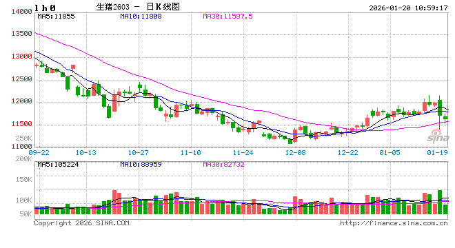 2025年四季度淘汰母猪：价格跟随肥猪震荡，抗跌属性成亮点