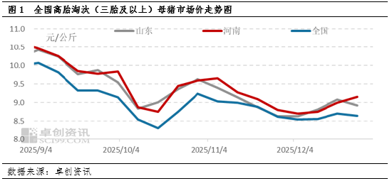 2025年四季度淘汰母猪：价格跟随肥猪震荡，抗跌属性成亮点