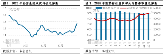 2025年四季度淘汰母猪：价格跟随肥猪震荡，抗跌属性成亮点
