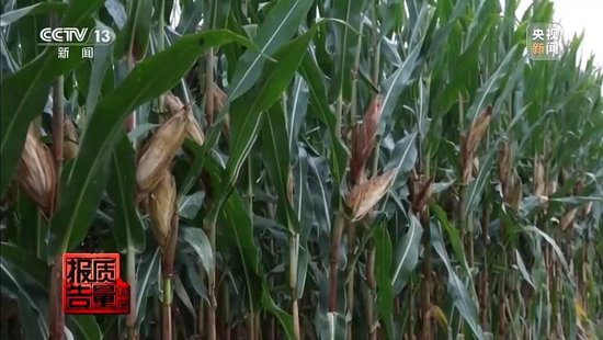 每周质量报告丨未定损就签字	、没受灾也赔付 惠农保险理赔怎成一笔“糊涂账”？